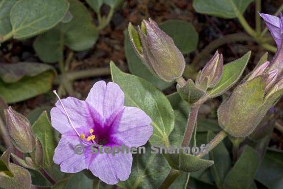 mirabilis multiflora var pubescens 4 graphic